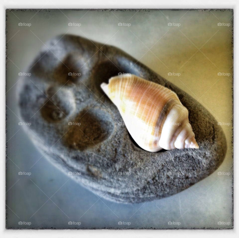 stone still life shell by Coastsider