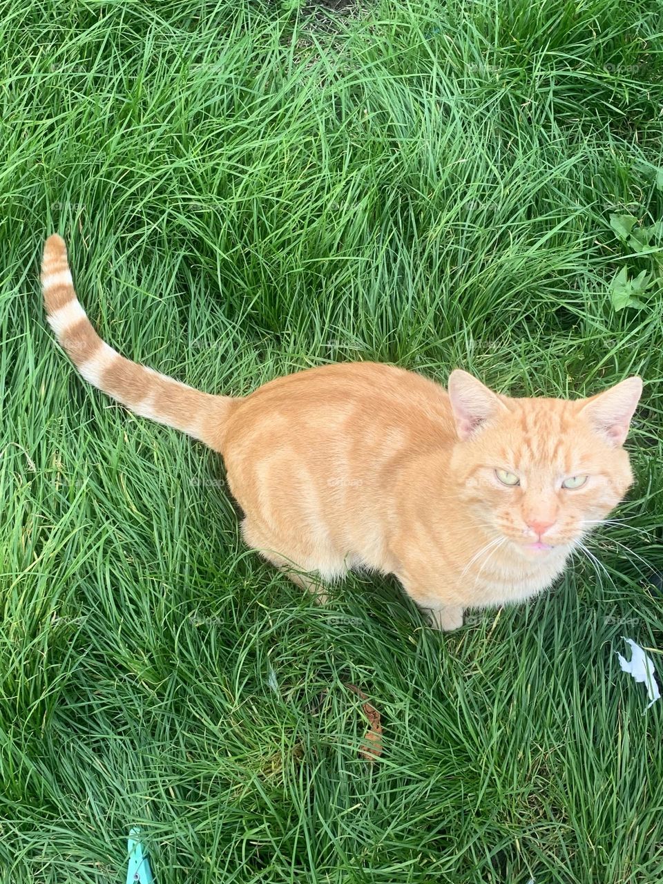 Vinny the Ginger Tabby 