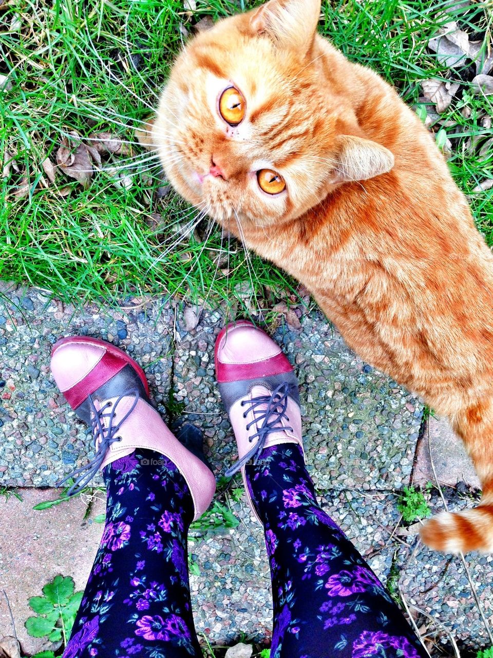 shoes and cat meet cute