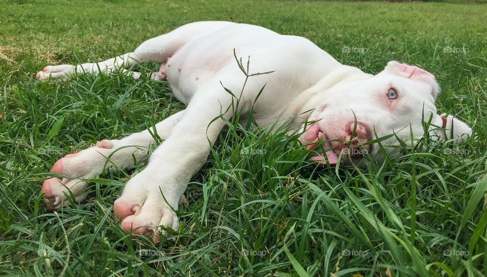 Puppy in the grass