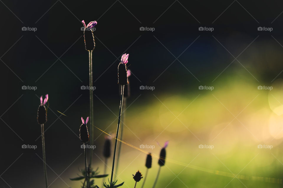 Close-up of flowers