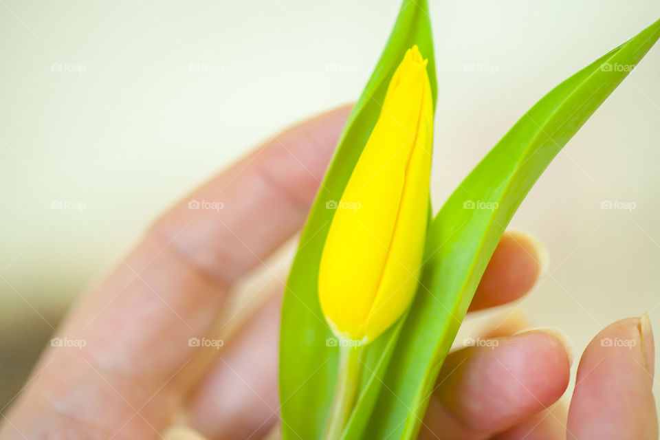 yellow tulip in hand