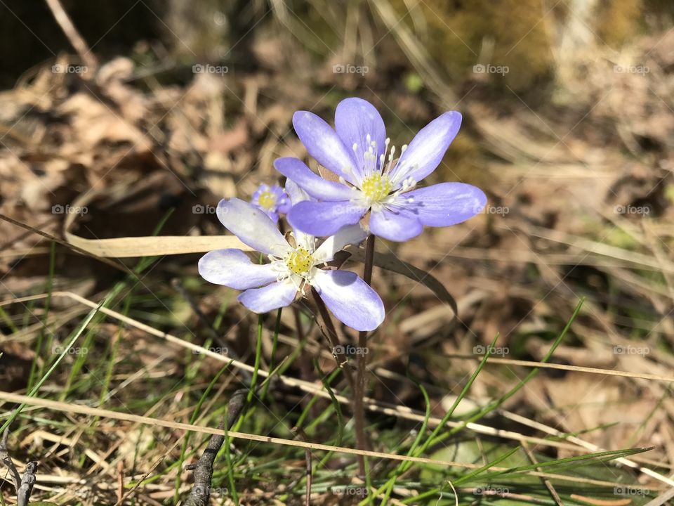 Common hepatica - spring flower 