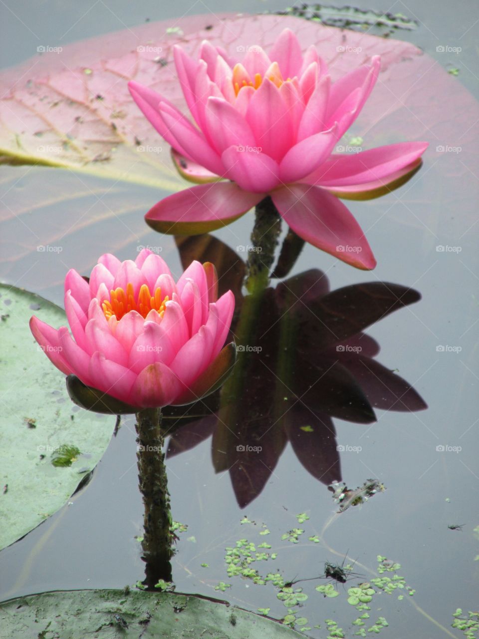 Water lily growing in pond