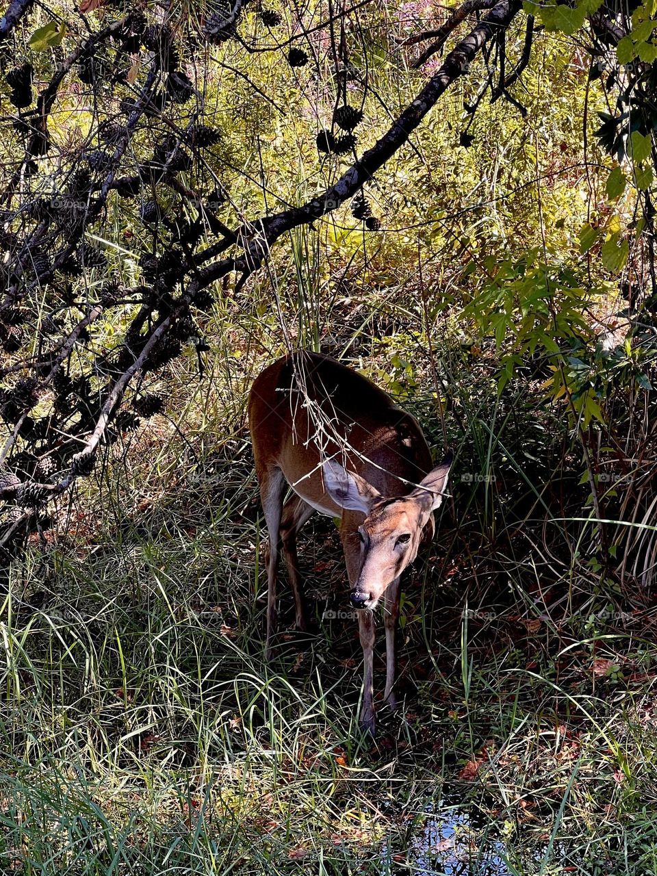 Young female whitetail deer looking out cautiously from the brush cover. The sunlight is on her face as she contemplates coming out further.