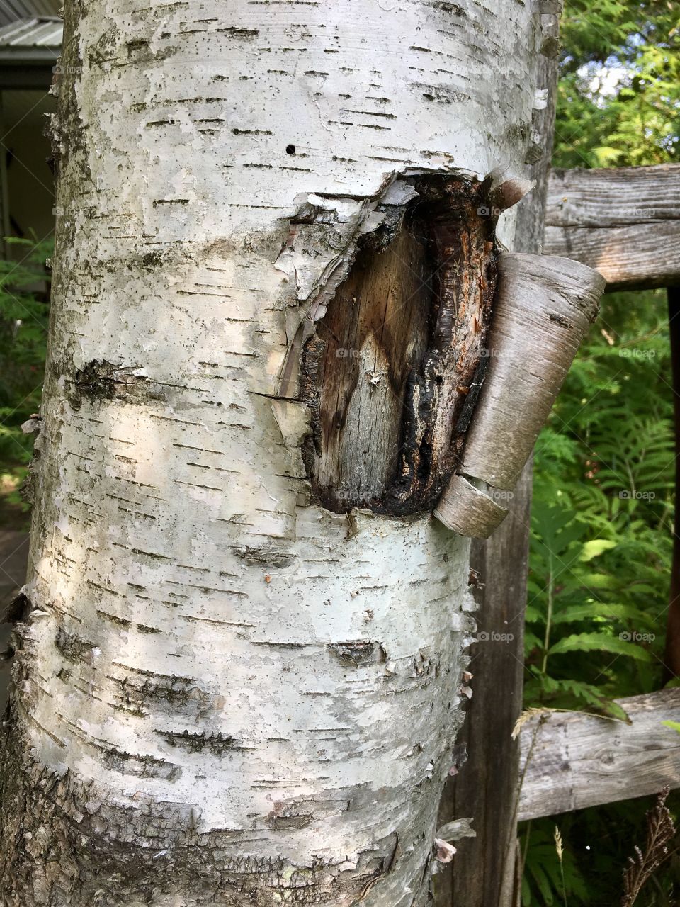 Closeup curling bark on knot on birchbark tree 