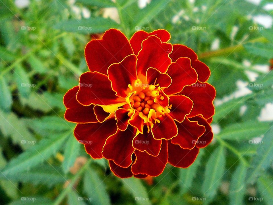 Fire flower, amazing colors on this one.