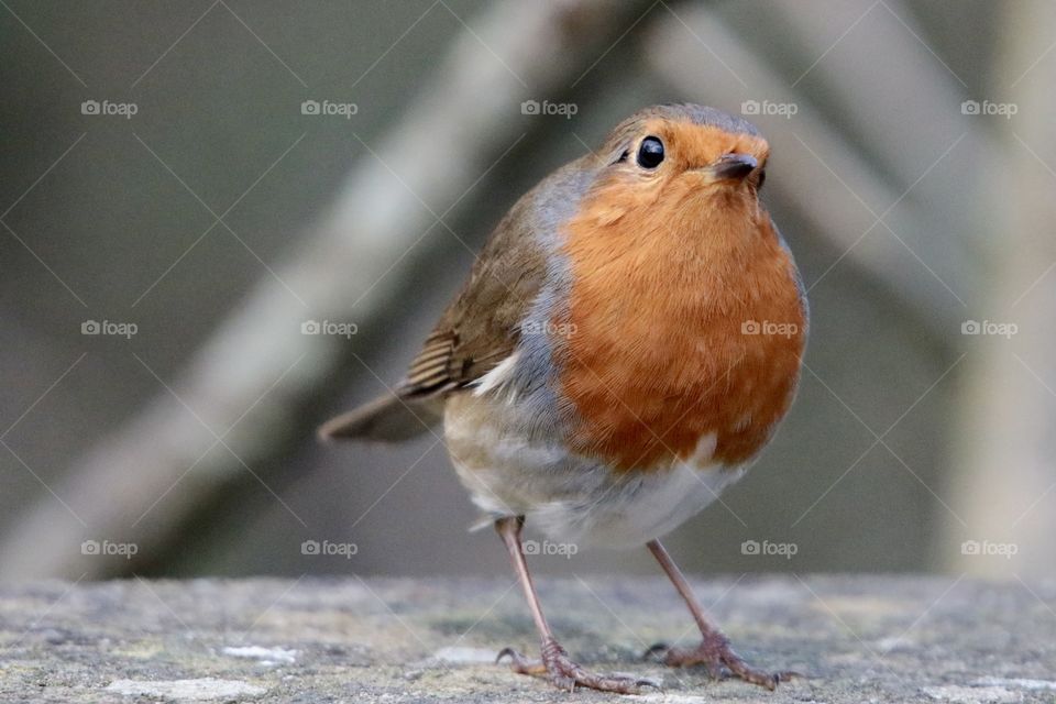 Robin