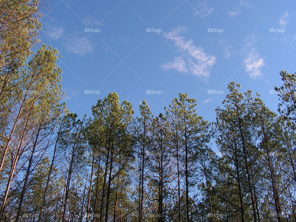 Tall Pines and Blue Skies