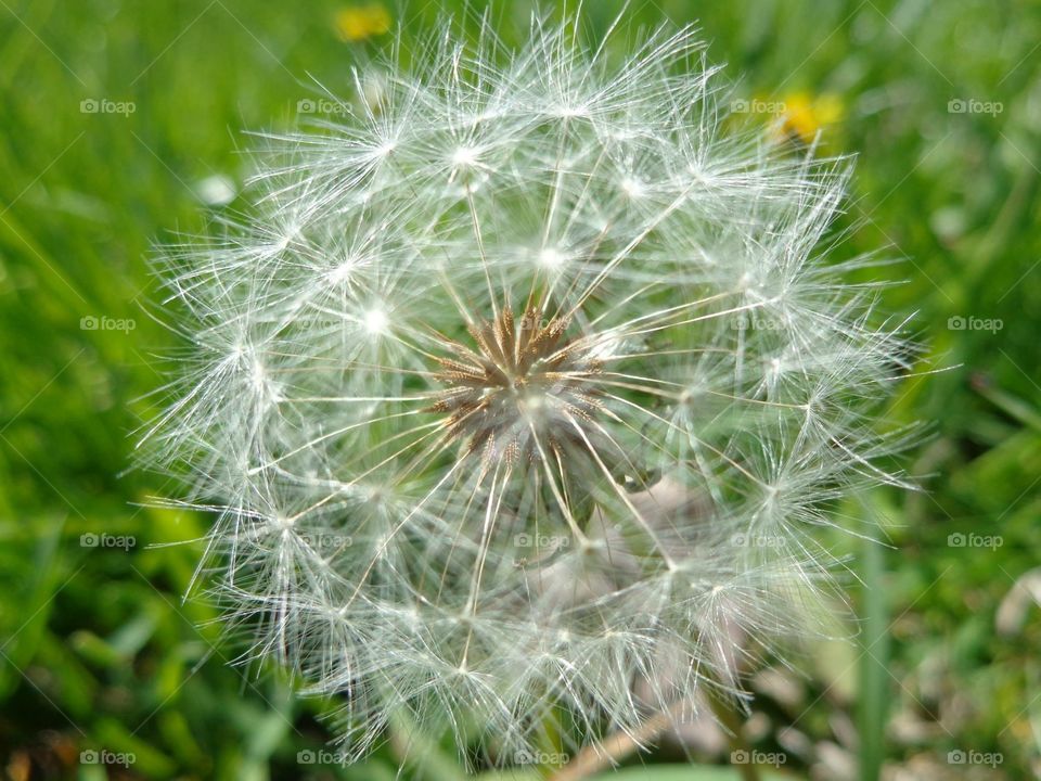 Dandelion Wish. 