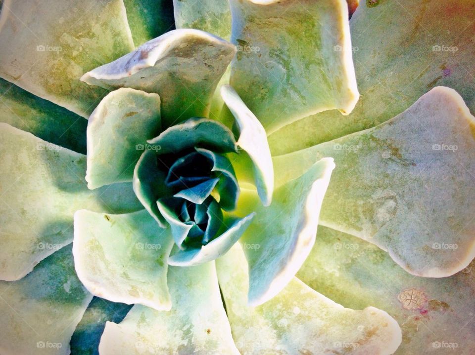 Succulent Plant