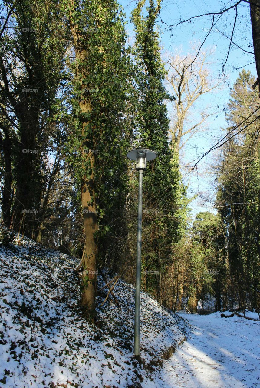 Park with large trees covered with ivy