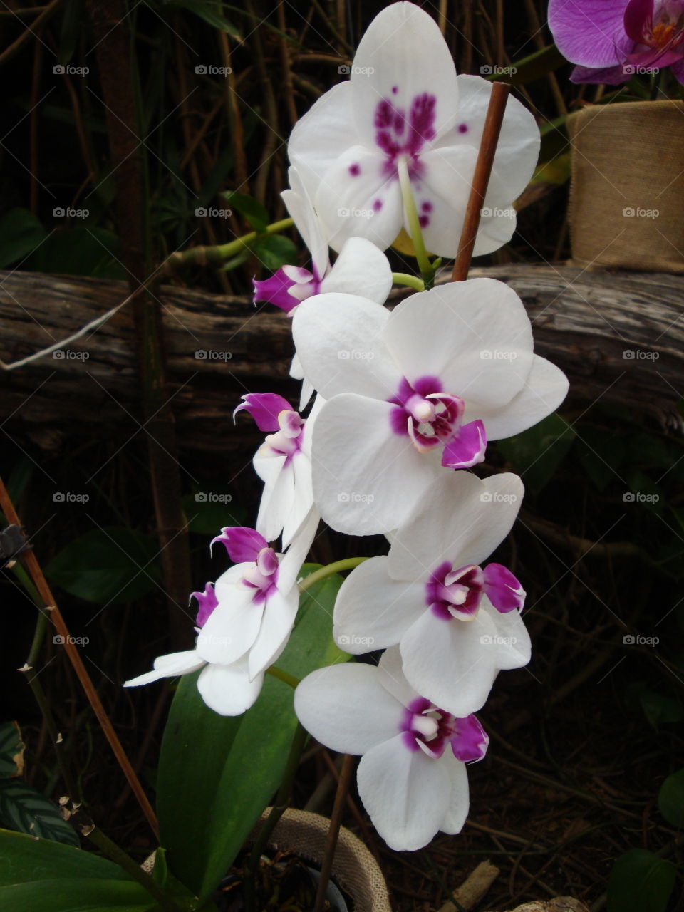 Tenerife orchids