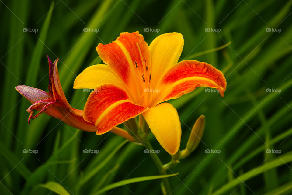 Garden flower