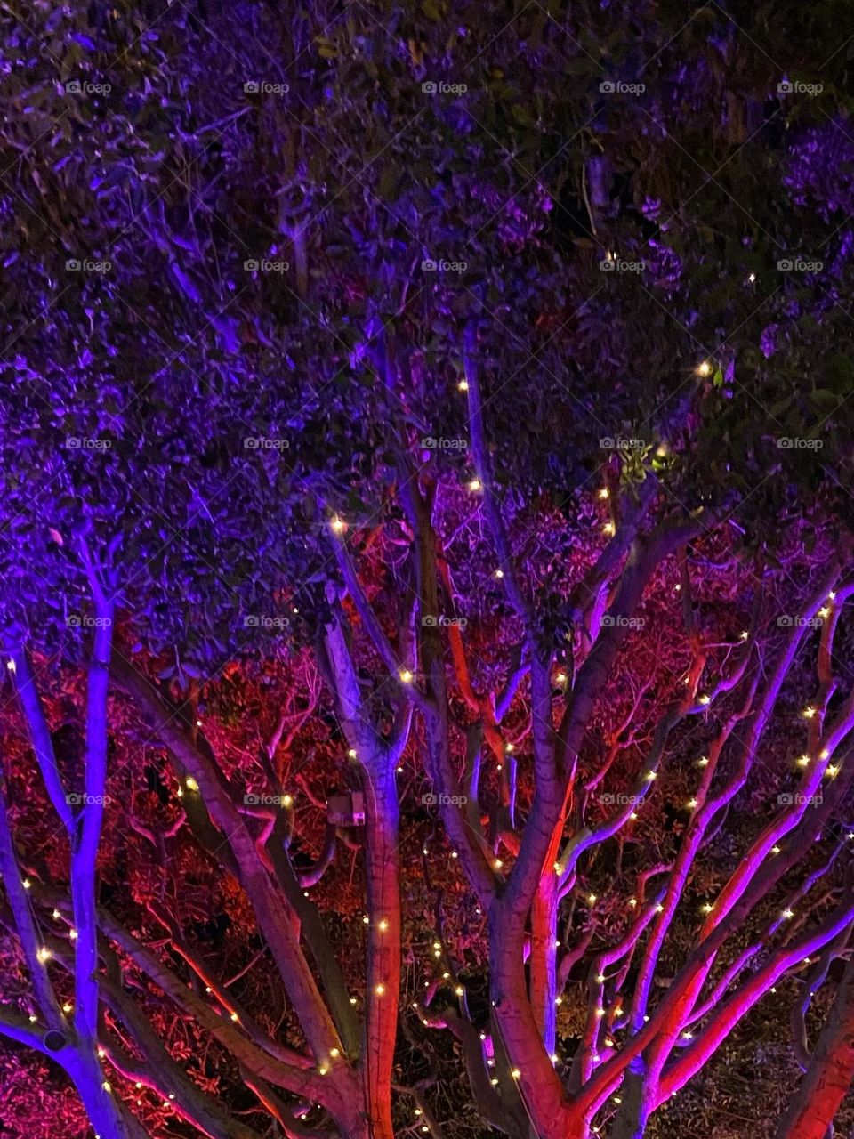 Twinkling lights in a tree in shades of red, pink and purple.