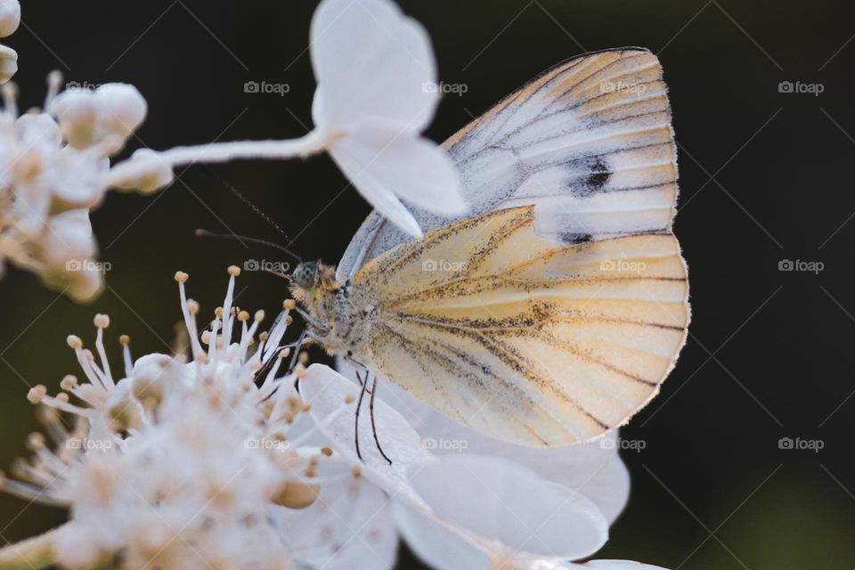 Butterfly white color 