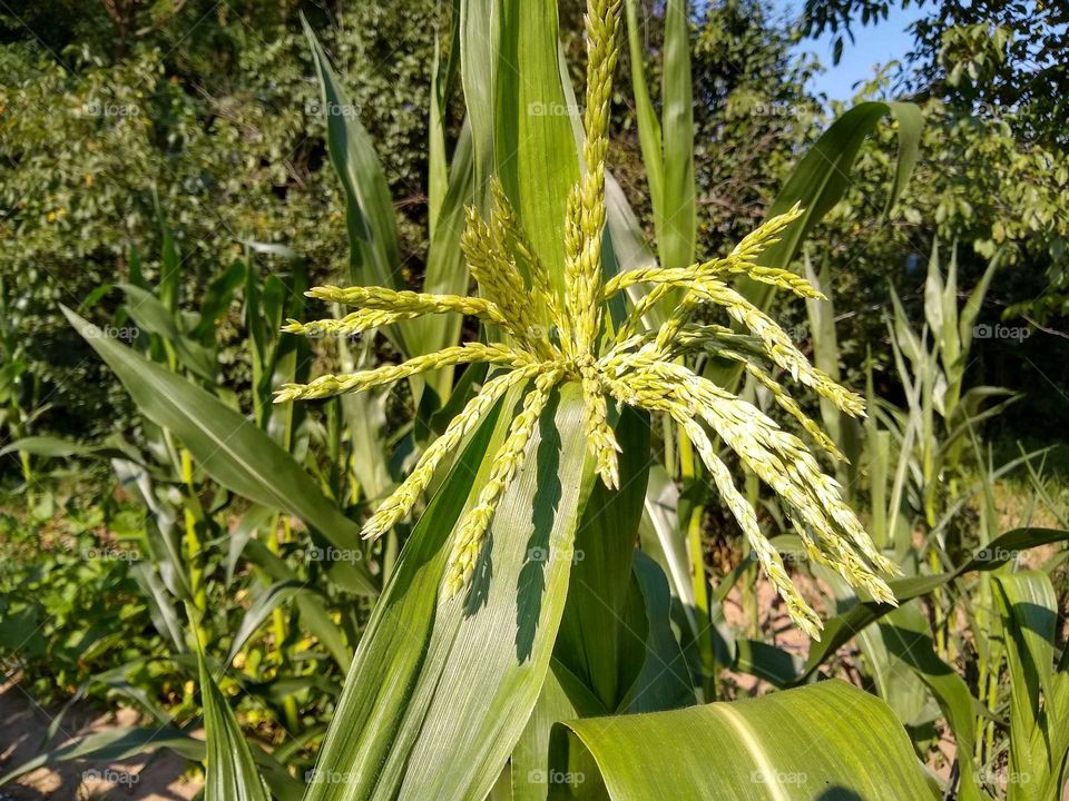 corn #3