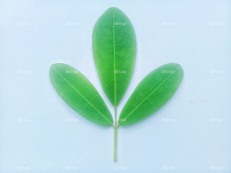 this photo can be used as a recommendation for commercial or editorial related to nature or greening