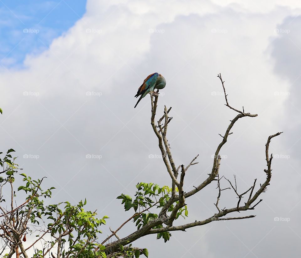 Low angle view of bird on tree