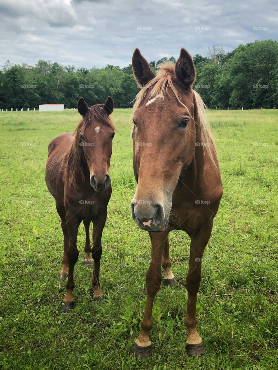 Horses