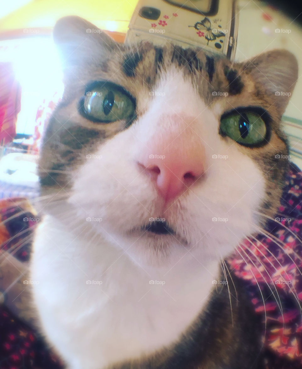 Fish eye shot of a cat staring into the camera, showing a large nose and stretched eyes