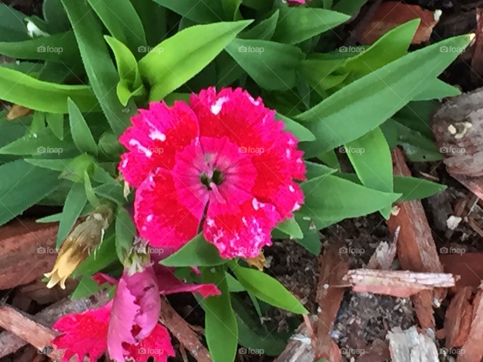 Flowers in my grandmother's garden