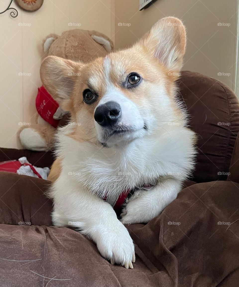 My corgi boy