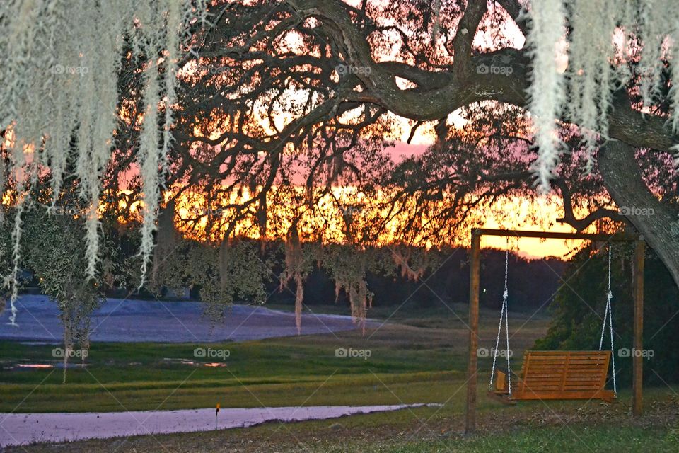 Tree, Landscape, Fall, Park, No Person