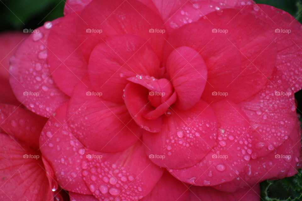 Pink flower with water droplets