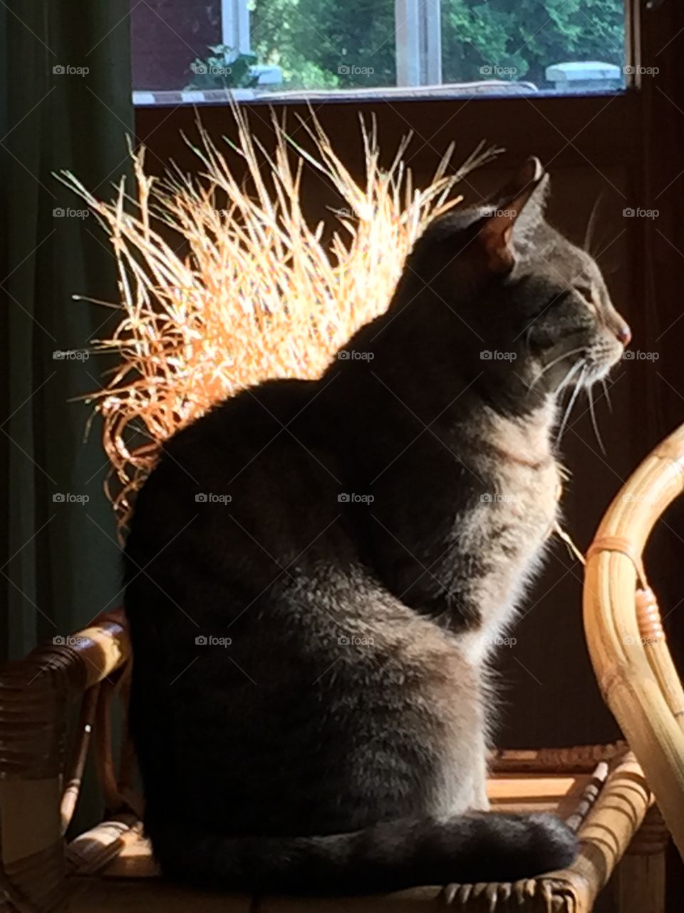 Cat and sun