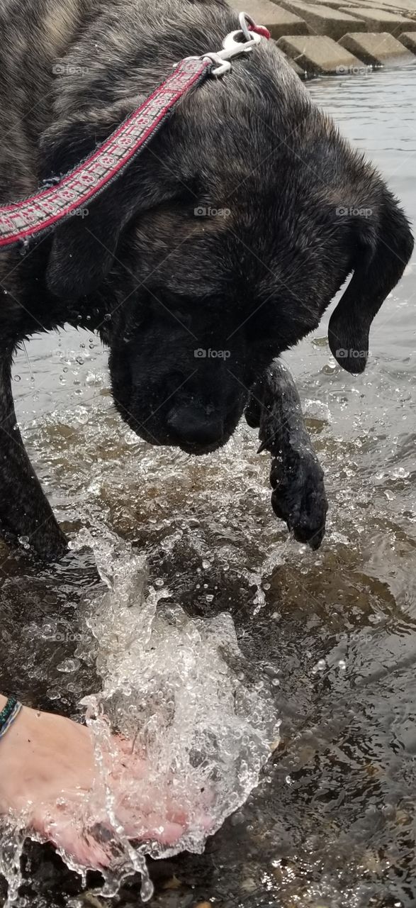 Puppers has been jonesing to get in the water all winter...it may have gotten away from him last year, but he knows he'll finally get it this year!