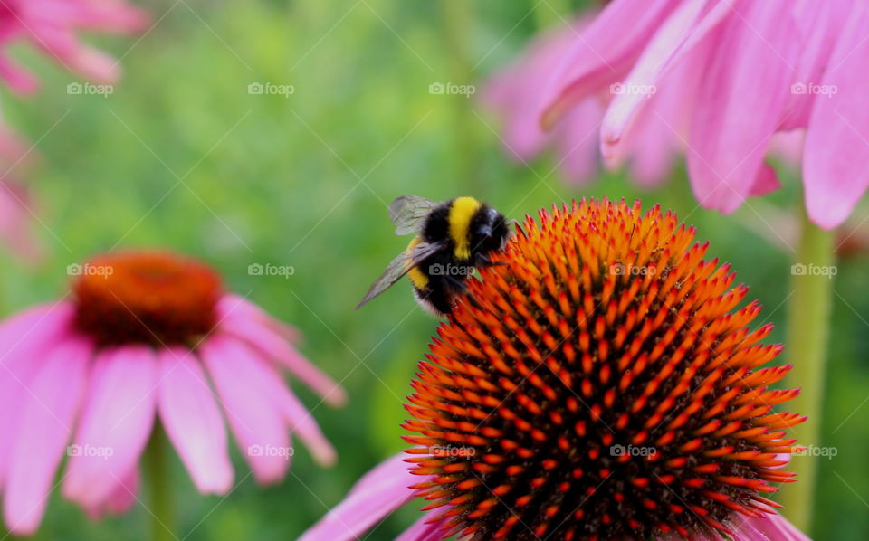 Pollination bee