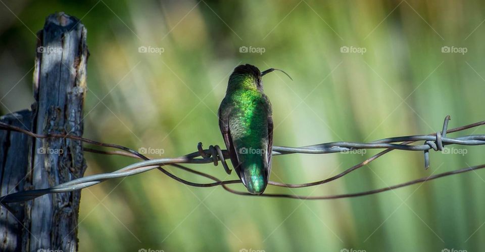 Hummingbird on a wire