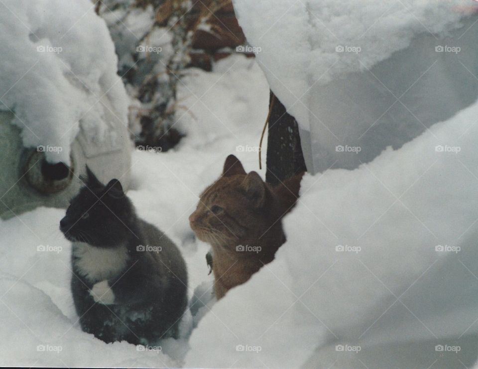Jake and lenny experience snow