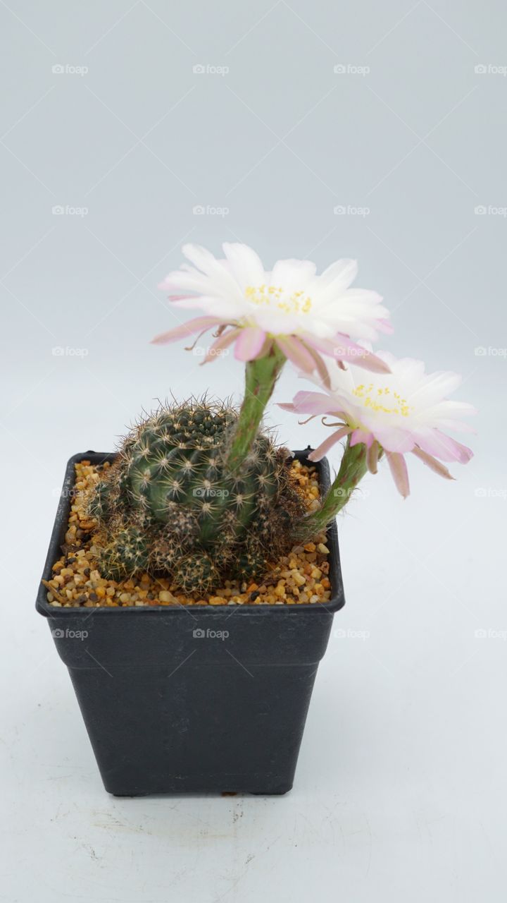 Lobivia cactus flowers