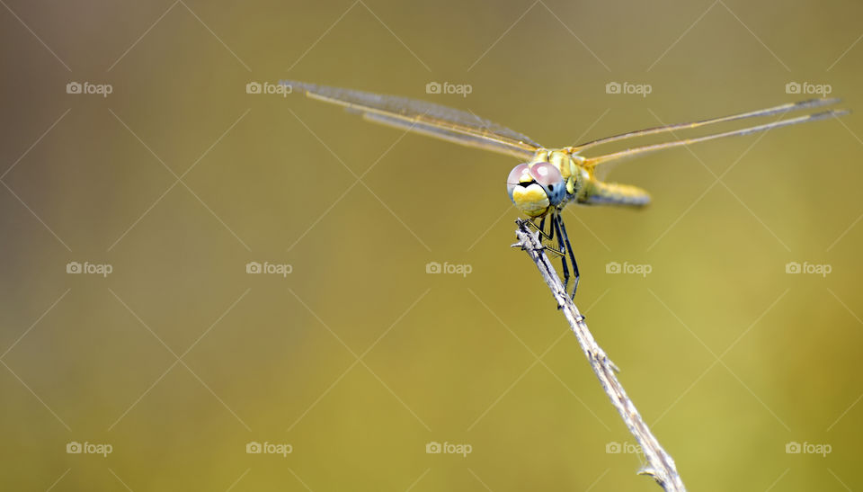 Dragonfly perched on a branch isolated