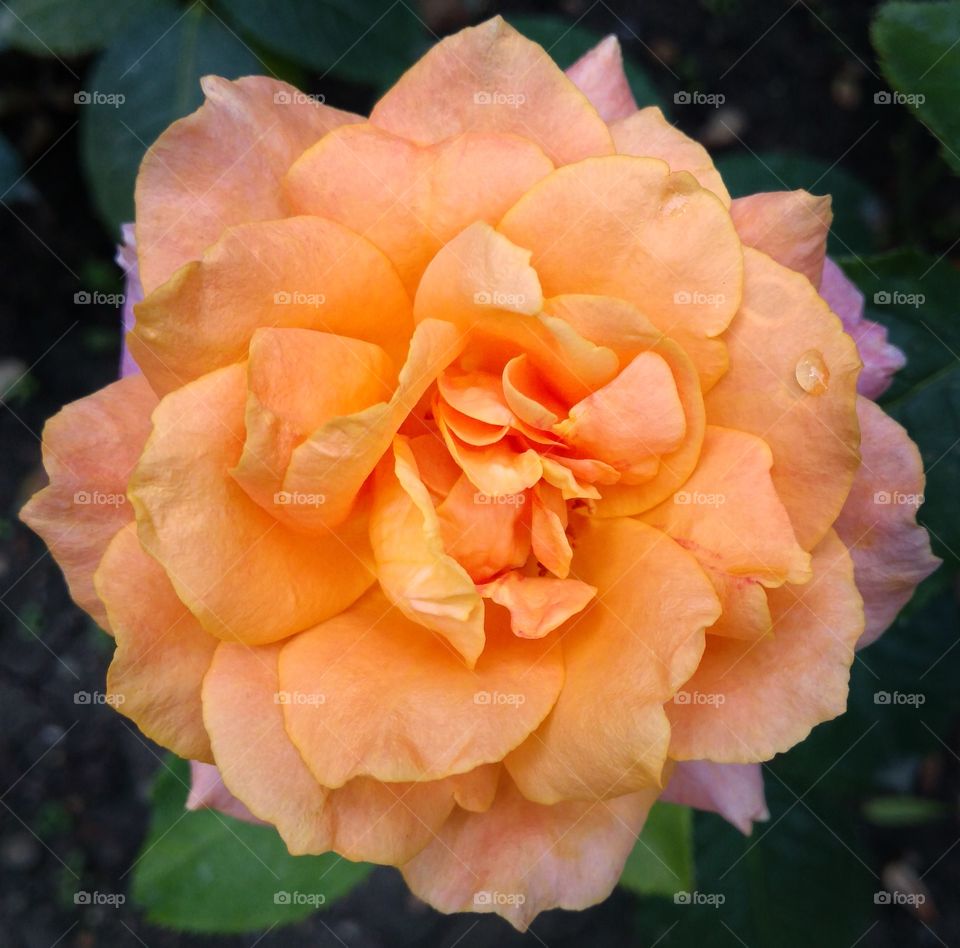 Beautiful natural rose