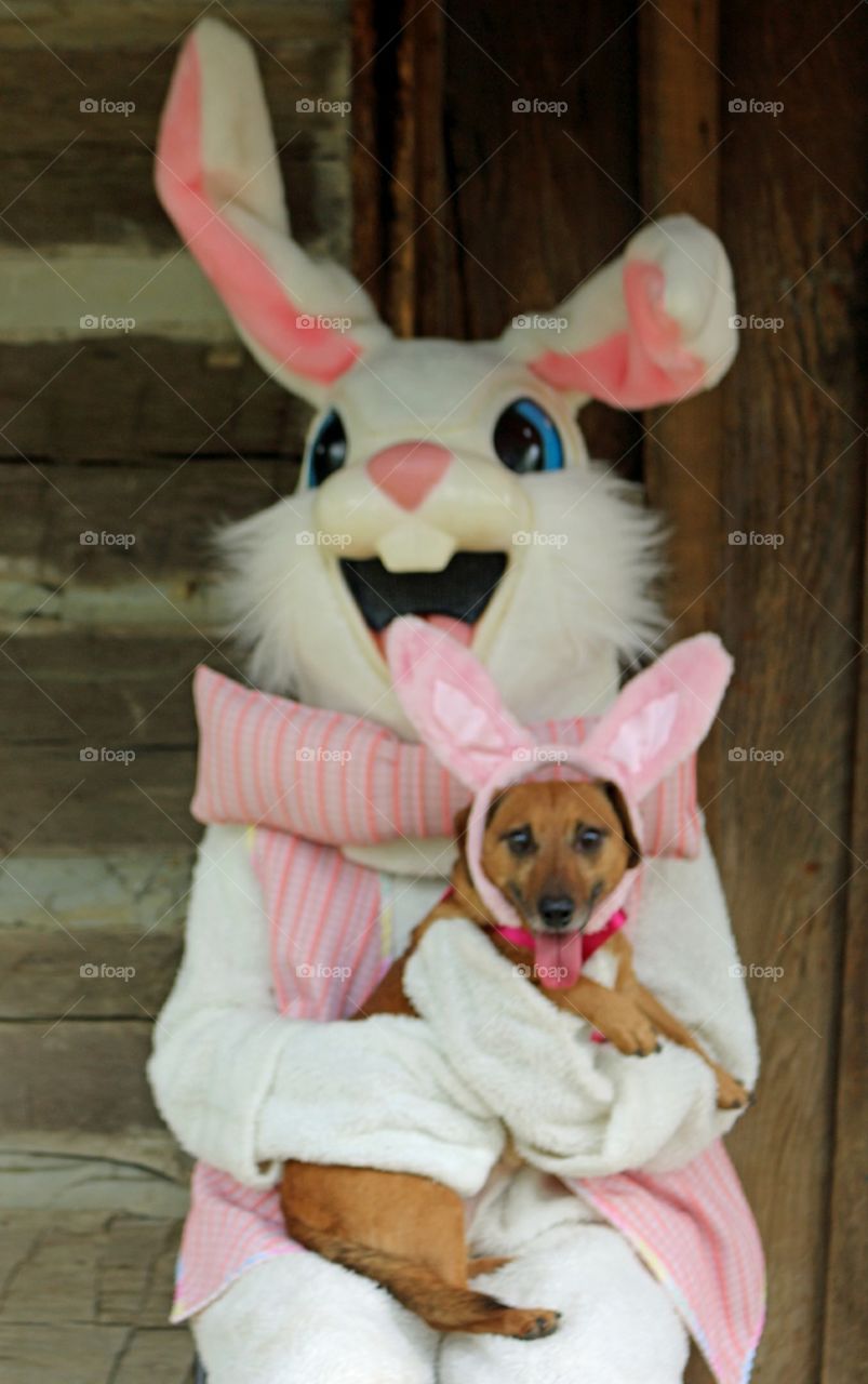 Dog and easter bunny 