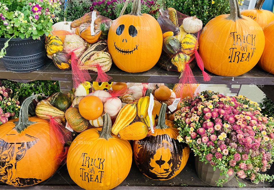 Mums and pumpkins -two fall staples and the farm stand delivers. Chrysanthemums come in a variety of colors and brightens the fall garden. Pumpkins- a winter squash is edible and frequently carved as jack-o' lanterns for decoration around Halloween🎃