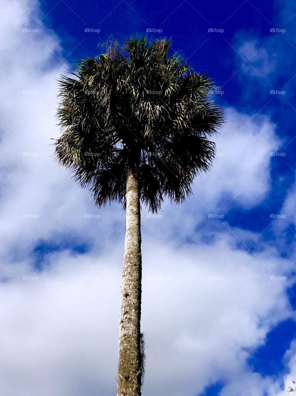A lonely palm trees under a cloud blue sky