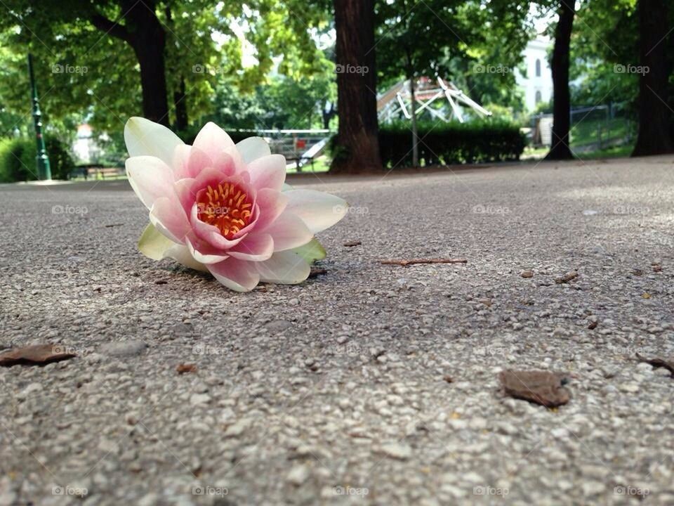 Flower in Concrete City Park (Stadtpark, Vienna, Austria)