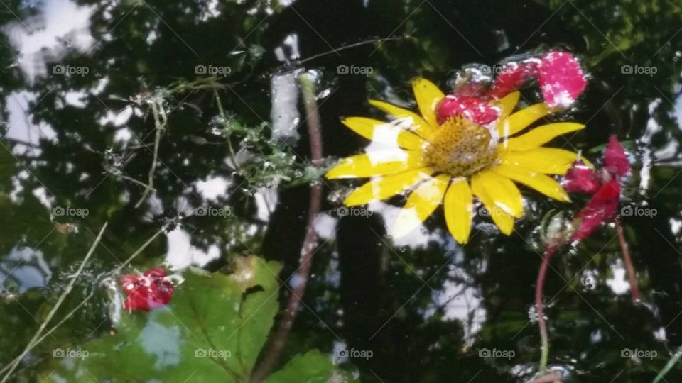beautiful flowers in the water