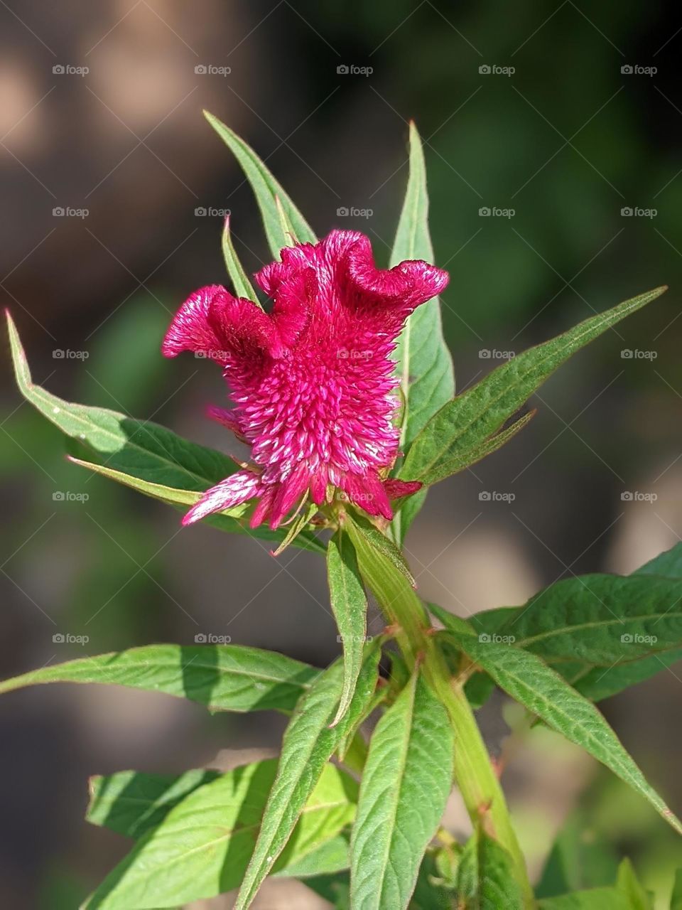 celosia cristata flower🌹