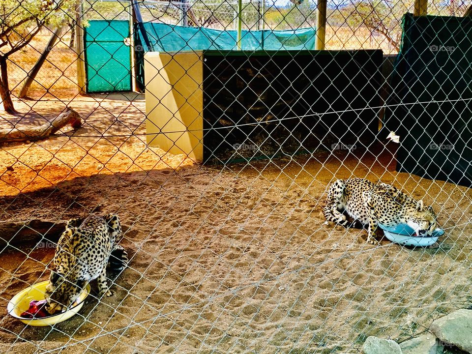 Cheetahs having their lunch