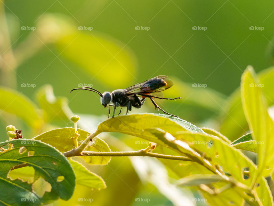 Fly Insect