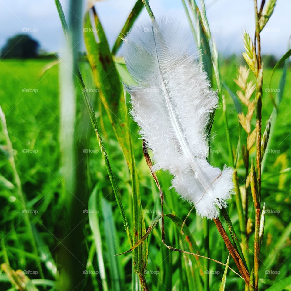 Feather in the fields