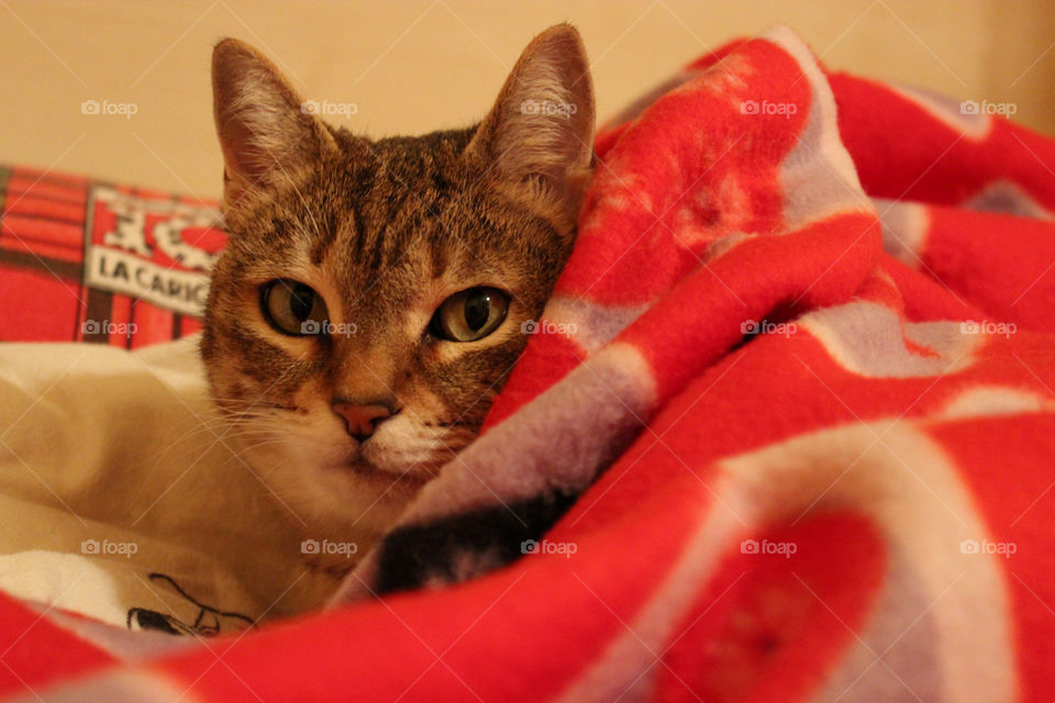 cat under my blanket