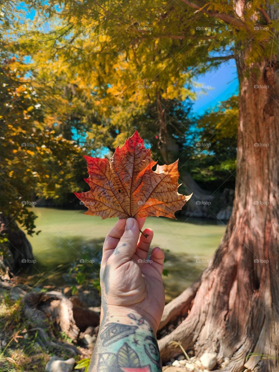 Leaves are falling