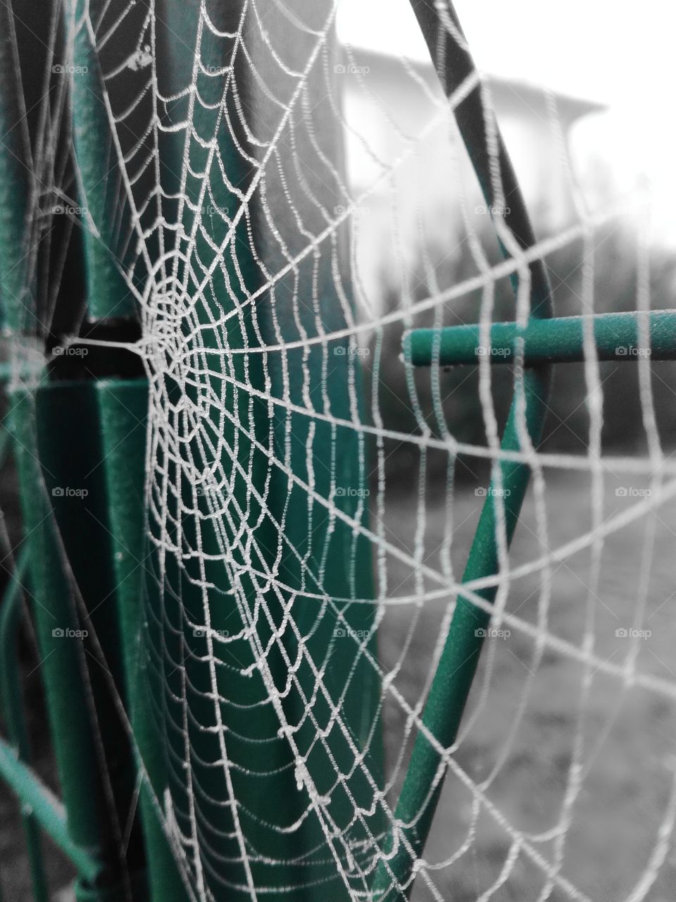 spider, web