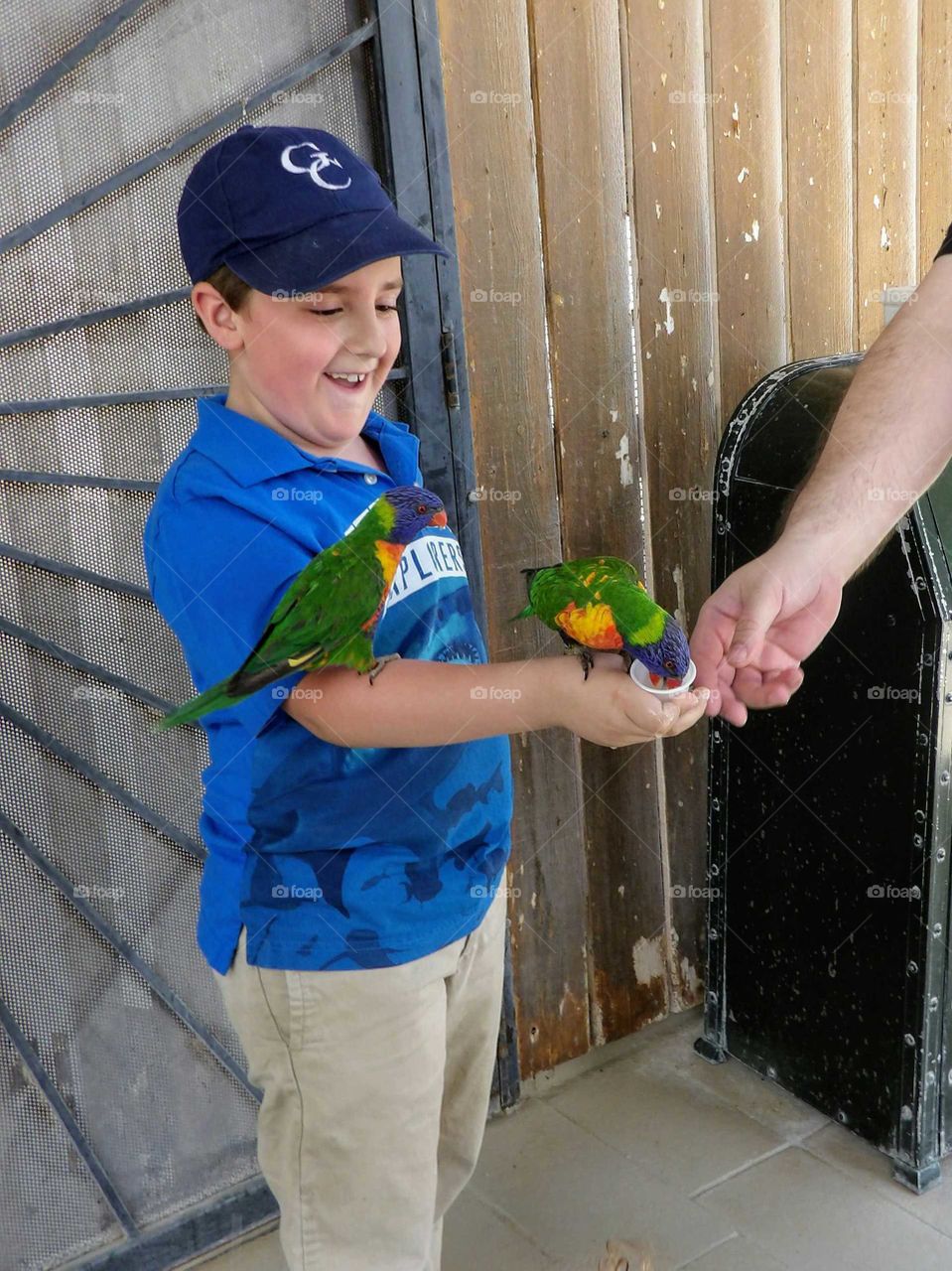 Feeding birds